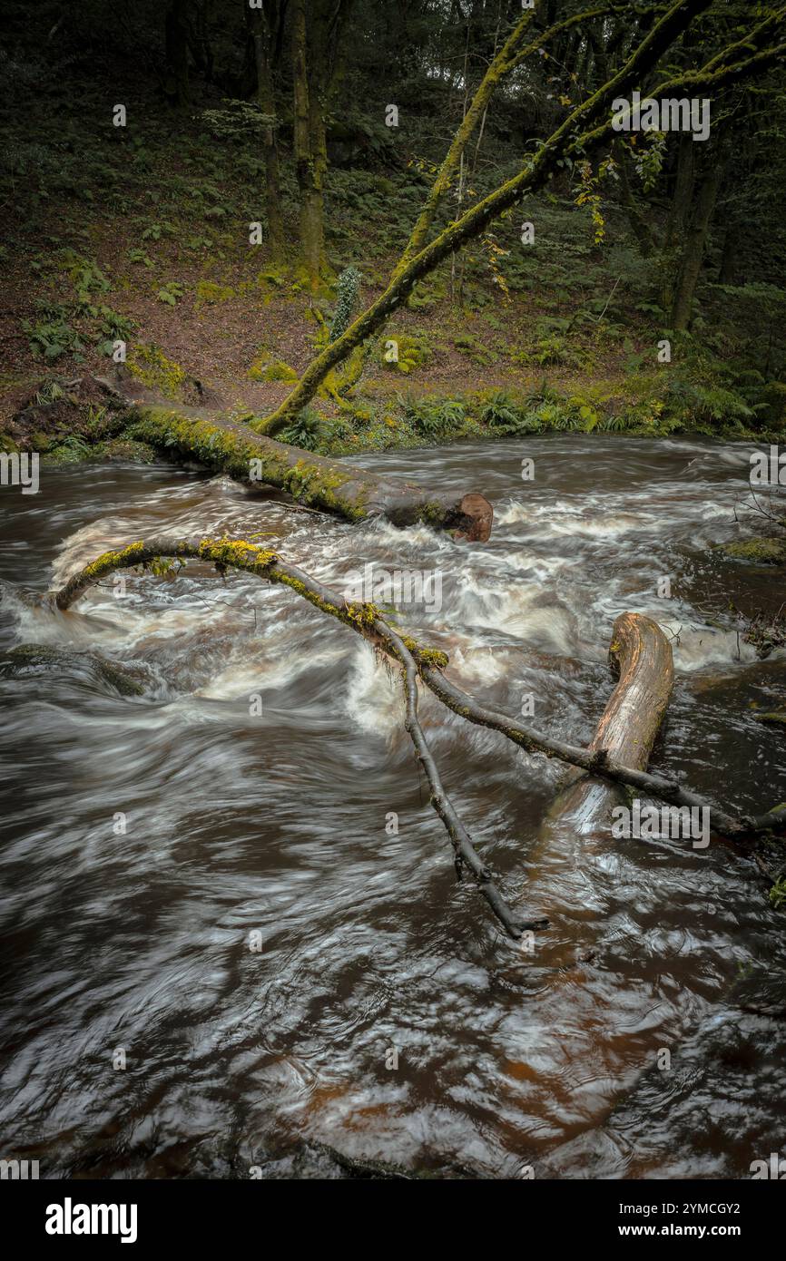 Cascate di Golitha. Il veloce fiume Fowey scorre attraverso l'antico bosco di Draynes Wood a Bodmin Moor in Cornovaglia nel Regno Unito. Foto Stock