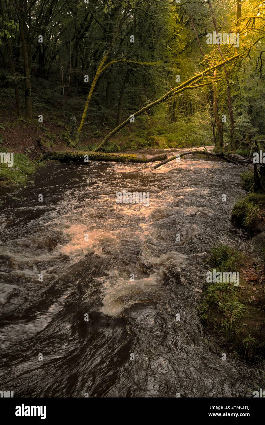 Cascate di Golitha. Il fiume Fowey scorre attraverso l'antico bosco di Draynes Wood sulla Bodmin Moor in Cornovaglia nel Regno Unito. Foto Stock