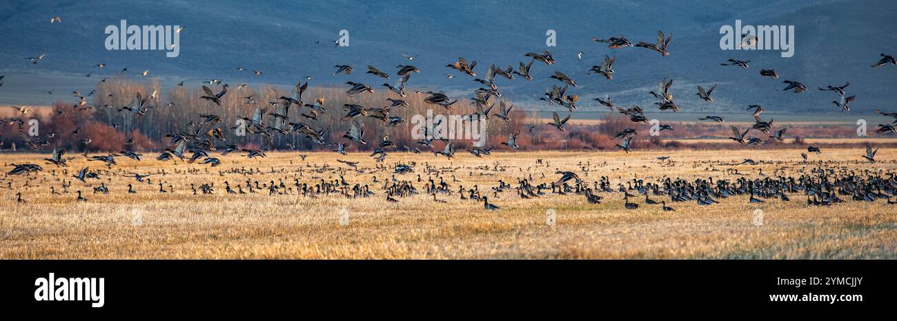 Anatra migrante in volo sopra i campi Foto Stock