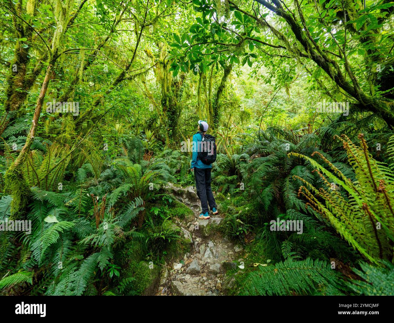 Vista posteriore dell'escursionista che guarda le piante nella foresta del Fiordland National Park Foto Stock