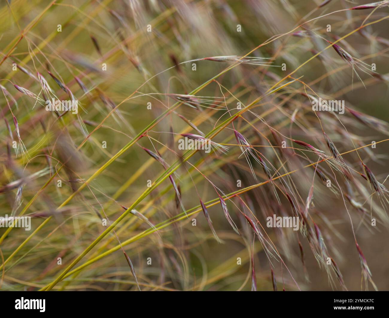 Primo piano di erba alta nel prato Foto Stock