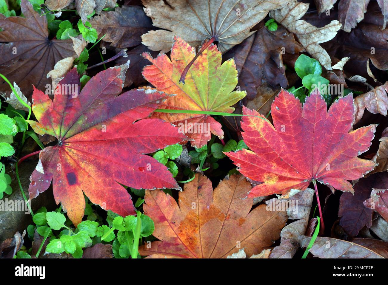 Foglie rosse dell'acero Acer japonicum Vitifolium cadute a terra. Foto Stock