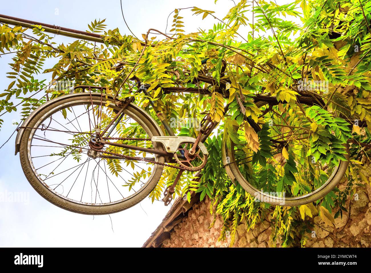 Vecchia bicicletta appesa al filo ricoperta di foglie di Wisteria sopra il sentiero - Angles-sur-l'Anglin, Vienne (86), Francia. Foto Stock