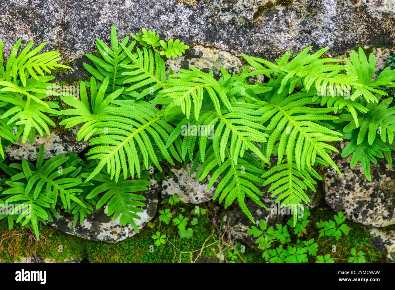 Allevamento di felci fresche su pareti in pietra - Angles-sur-l'Anglin, Vienne (86), Francia. Foto Stock