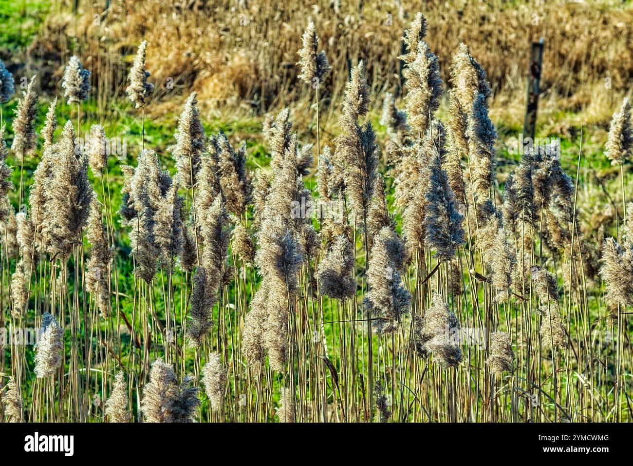 Bulrushes - Vista ritagliata Foto Stock