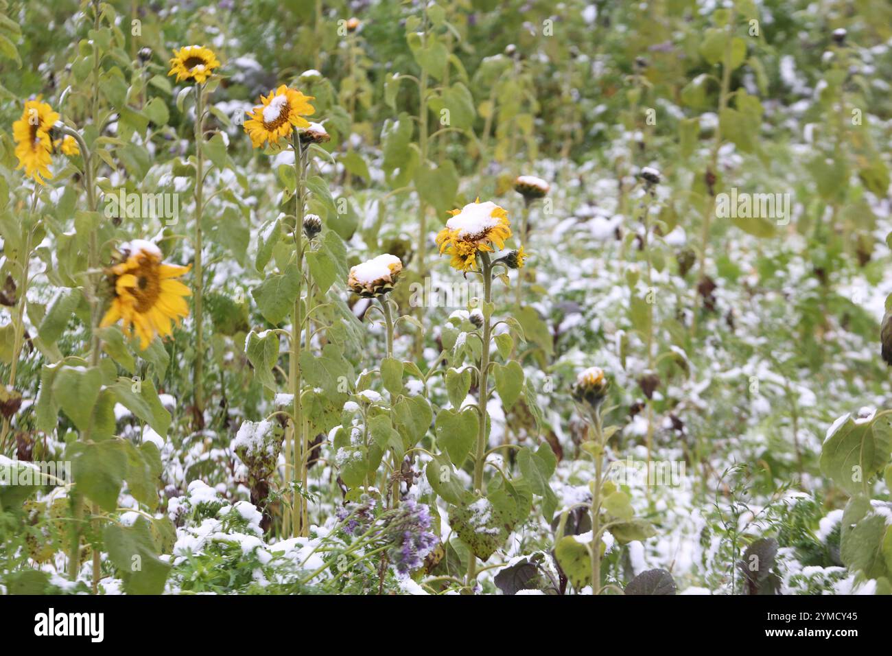 Wann wird es endlich wieder Sommer Sonnenblumen sind am Donnerstag 21.11.2024 am Ortsrand der Klosterstadt Dargun Landkreis Mecklenburgische Seenplatte mit Schnee bedeckt. Nel Meclemburgo Vorpommern Hat mittlerweile der Winter Einzug gehalten. Doch das Leuchten der Sommerblumen am Ortseingang der Stadt ist nach wie vor unübersehbar. Denn die Blütenpracht kommt nicht von ungefähr. Letztendlich bauen nämlich einige Landwirte die beliebten Blumen einfach zur Verbesserung des Bodens an. Und so keimt mit der Natur schon ein wenig die Hoffnung auf den kommenden Sommer und eine gute Ernte. *** Quando wi Foto Stock