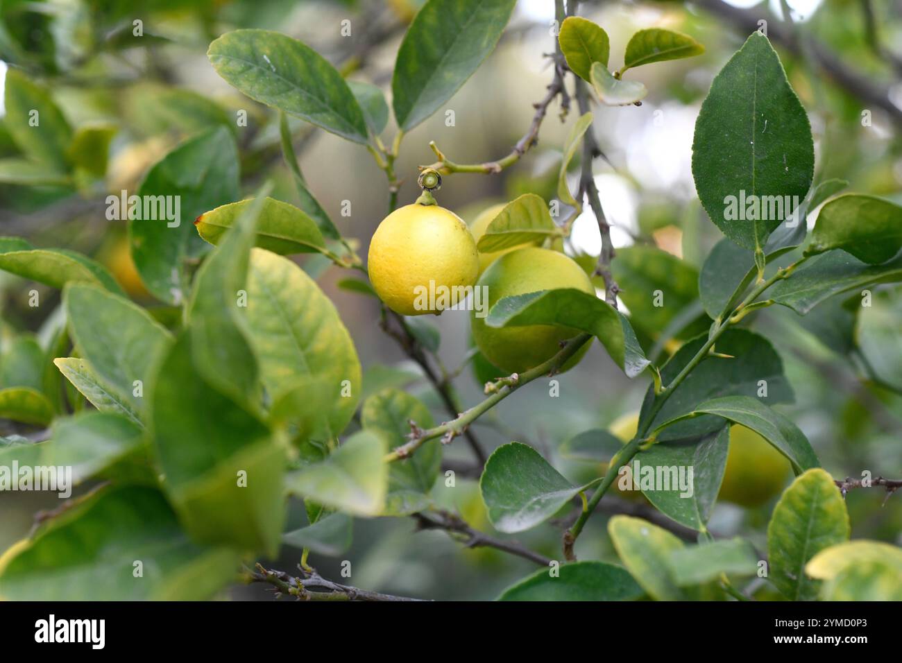 Il lime chiave (Citrus aurantiifolia) è un arbusto originario del sud-est asiatico. Dettaglio frutta matura commestibile. Foto Stock