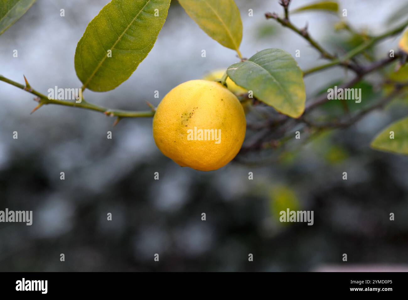 Il lime chiave (Citrus aurantiifolia) è un arbusto originario del sud-est asiatico. Dettaglio frutta matura commestibile. Foto Stock