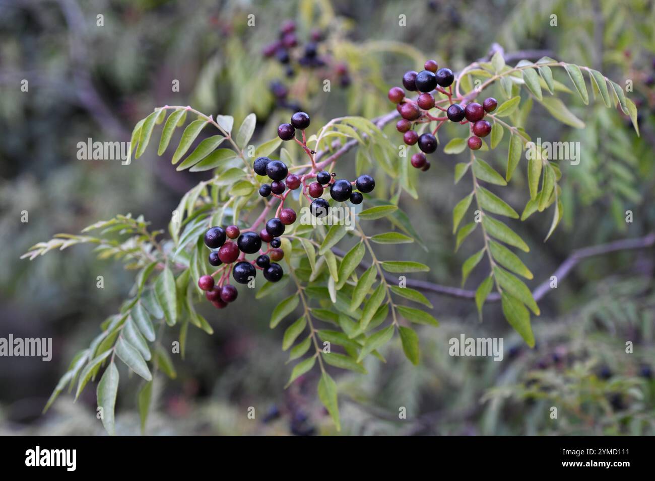 Il legno di cavallo (Clausena anisata) è un piccolo albero deciduo originario dell'Africa sub-sahariana e del sud-est asiatico. Dettaglio frutta. Foto Stock