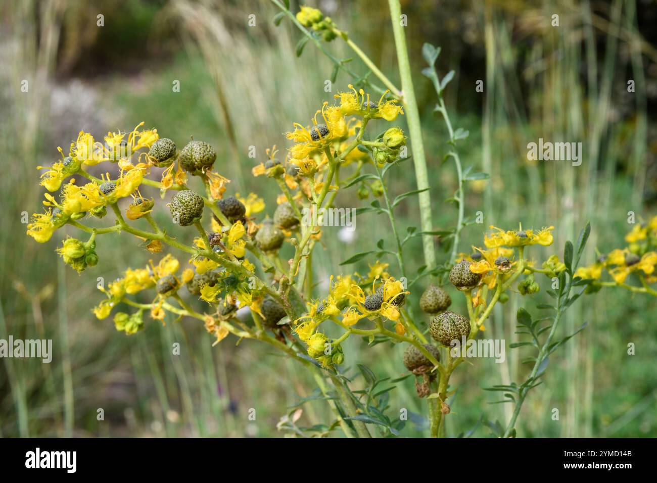 La rue frangiva a foglia stretta (Ruta angustifolia) è un sottobosco medicinale originario della regione mediterranea. Dettagli di frutta e fiori. Foto Stock