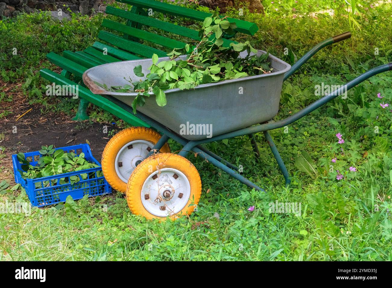 Potare i cespugli di rose nel carrello in giardino. Mucchio di rami tagliati nel parco. Giardinaggio e architettura paesaggistica. Foto Stock