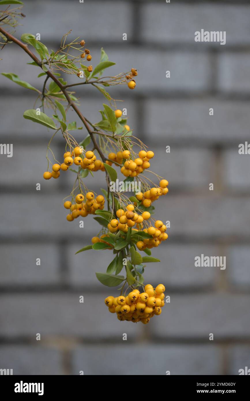 Un unico ramo di Firethorn, Pyracantha coccinea, appeso su un muro di mattoni grigi. Primo piano, ben focalizzato e un buon contrasto. Foto Stock