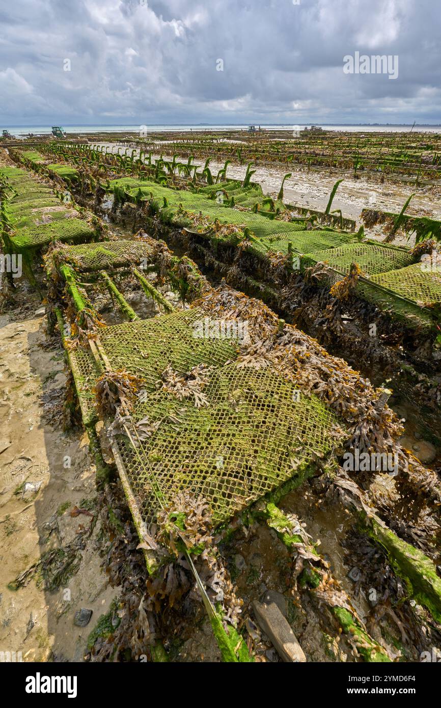 Quiberon, Bretagna, Francia, ostriche che raccolgono ostriche durante la bassa marea della penisola di Quiberon Foto Stock