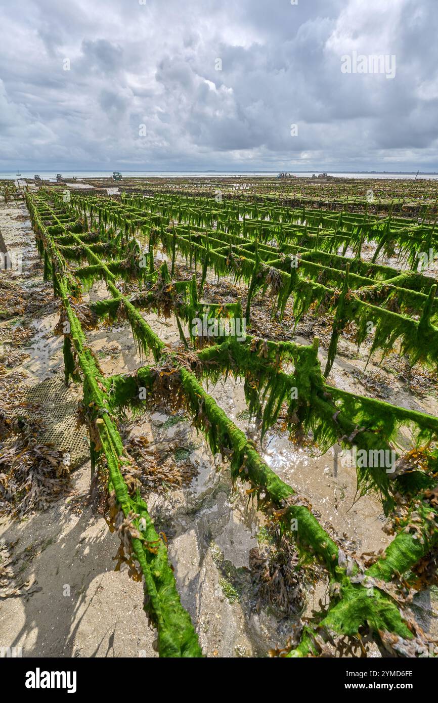 Quiberon, Bretagna, Francia, ostriche che raccolgono ostriche durante la bassa marea della penisola di Quiberon Foto Stock