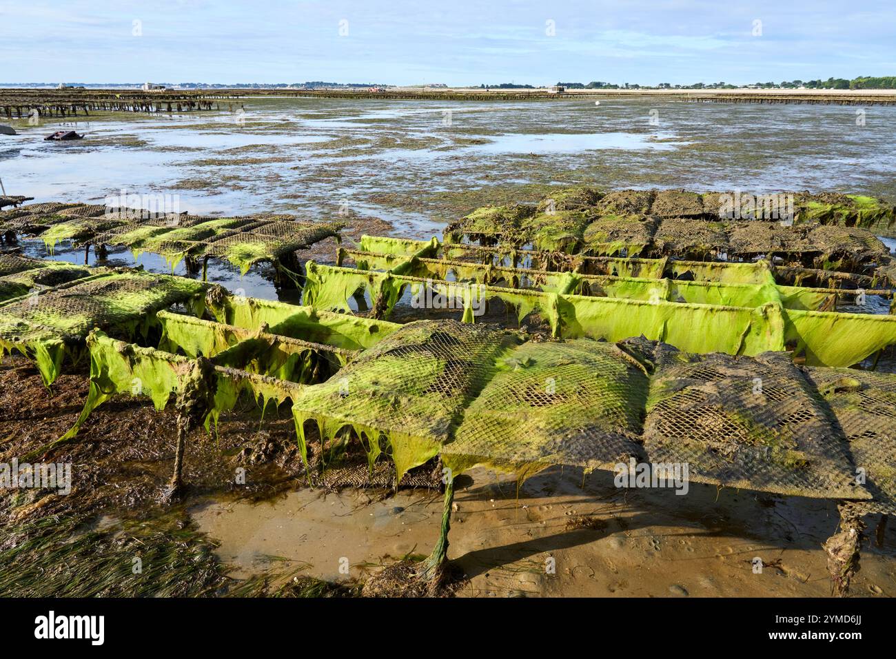 Quiberon, Bretagna, Francia, ostriche che raccolgono ostriche durante la bassa marea della penisola di Quiberon Foto Stock