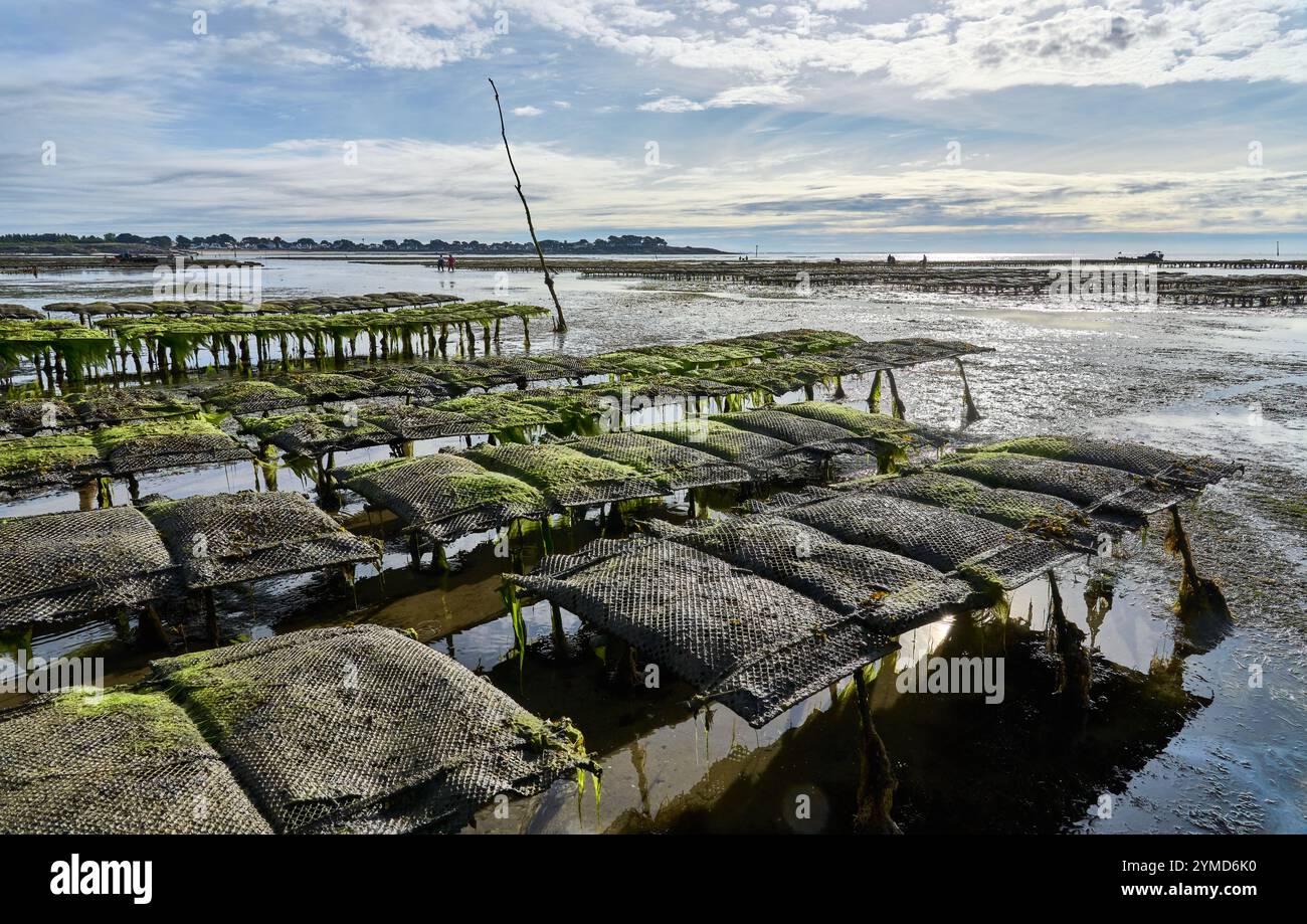 Quiberon, Bretagna, Francia, ostriche che raccolgono ostriche durante la bassa marea della penisola di Quiberon Foto Stock