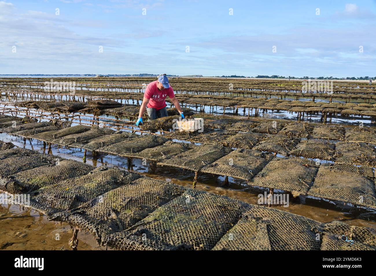 Quiberon, Bretagna, Francia, ostriche che raccolgono ostriche durante la bassa marea della penisola di Quiberon Foto Stock