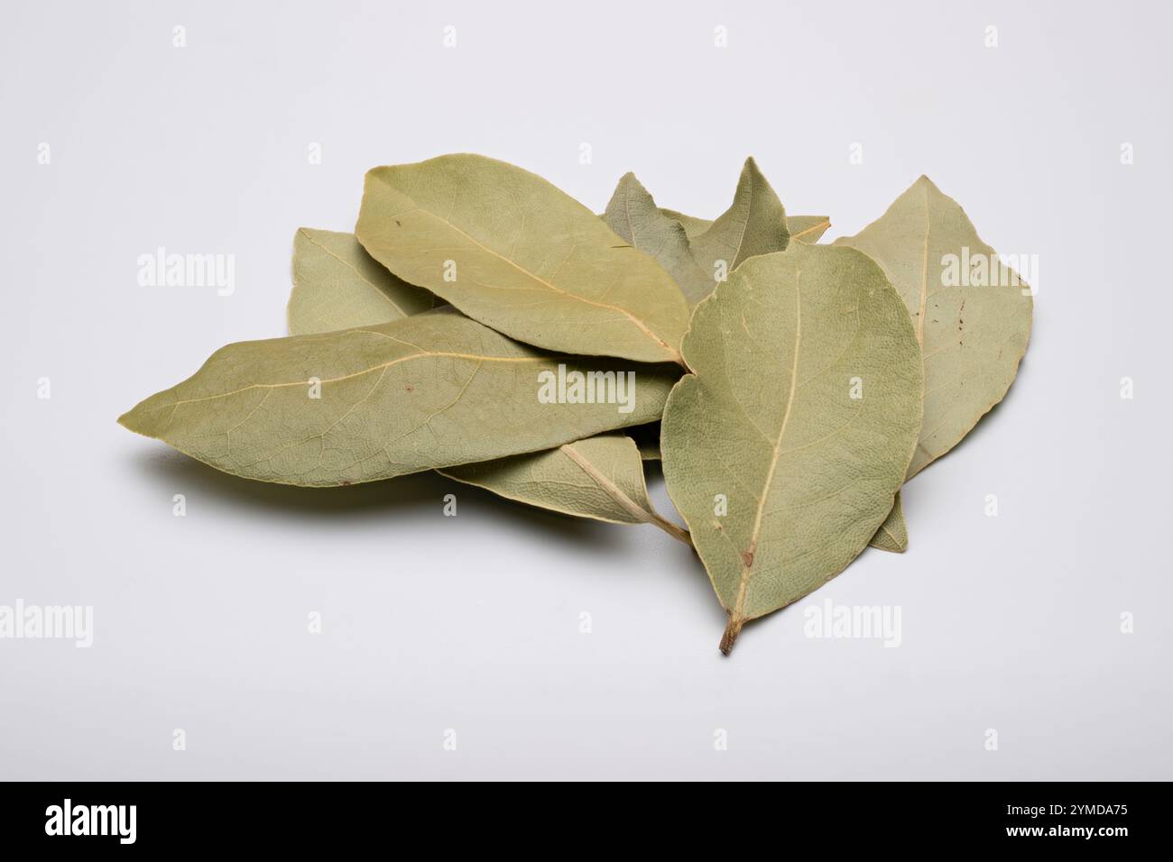 , Deutschland, 21.11.2024, Ein Bündel von getrockneten Lorbeerblättern auf neutralem Hintergrund. Symbol für Natur, Gewürze, und kulinarische Inspira Foto Stock