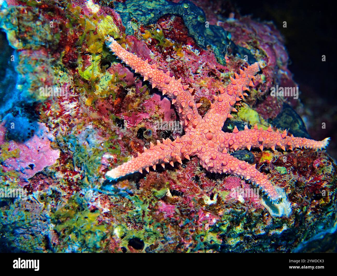 Gomophia egyptiaca - Egyptian sche zeester Foto Stock