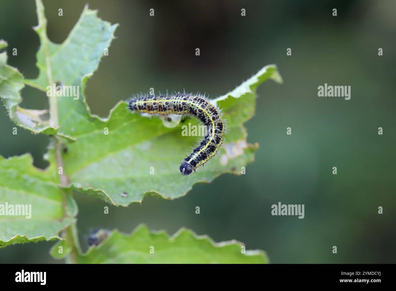 Farfalla di cavolo (Pieris brassicae), bruco su una foglia danneggiata. Foto Stock
