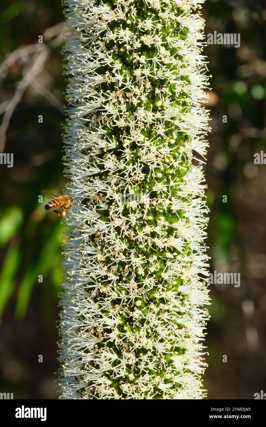 Dettaglio della punta di fiore della Balga o erba, Xanthorrhoea preissii, con un'ape che vola verso di essa per raccogliere il polline, Australia Occidentale. Foto Stock