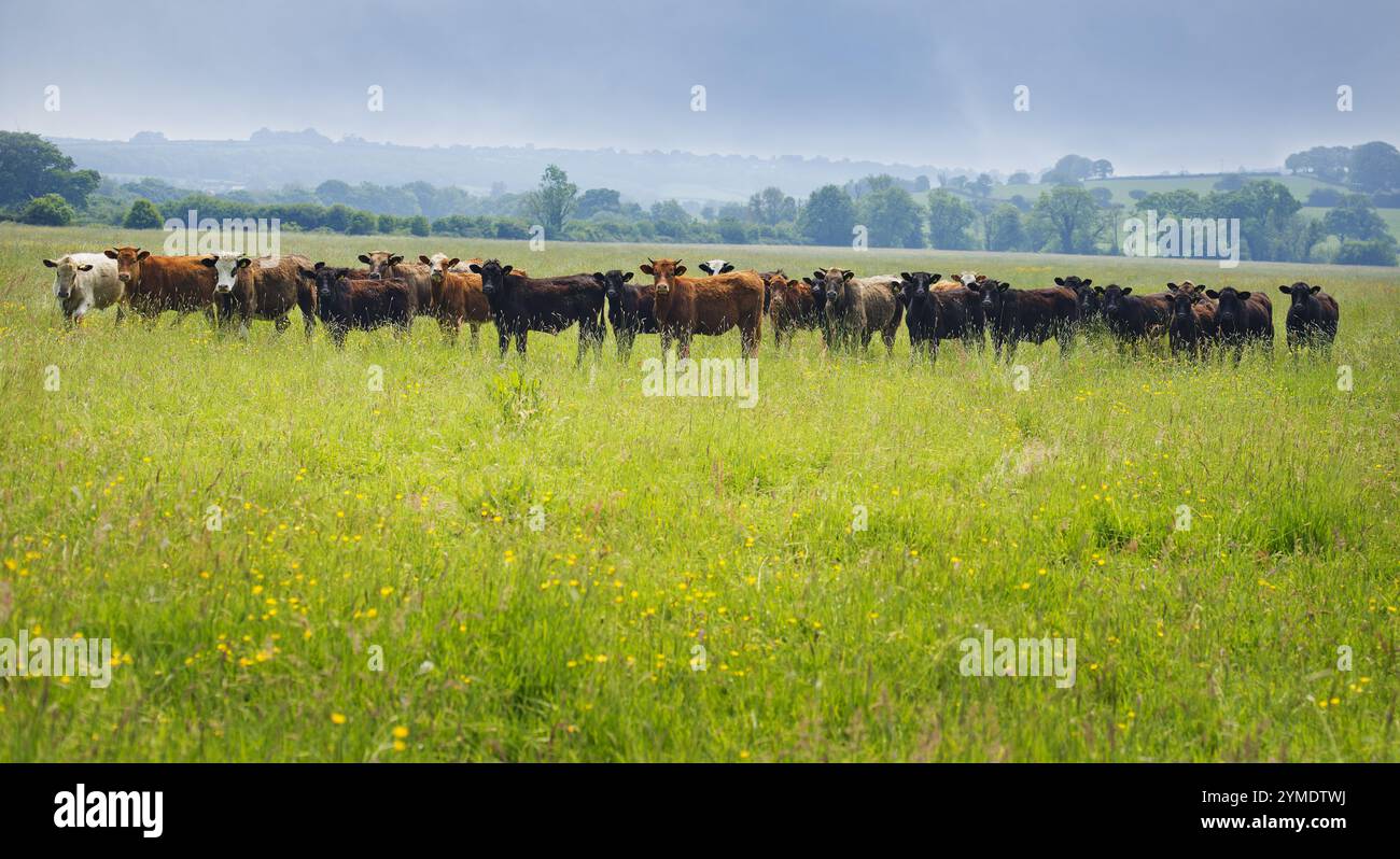 Un campo di bovini da carne in un prato di pianura nel Devon, Regno Unito Foto Stock
