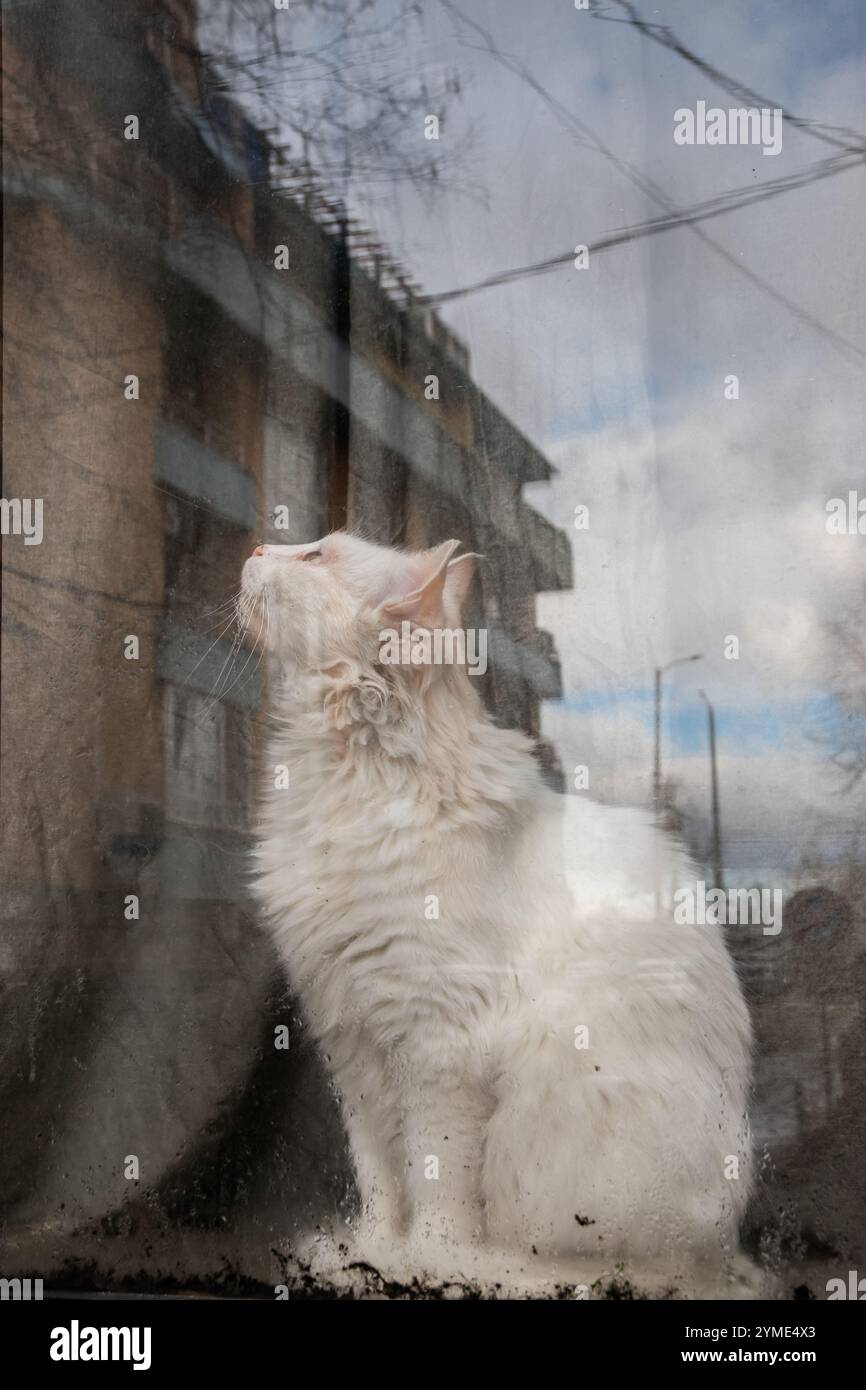 Bellissimo gatto bianco in piedi dietro il vetro della casa nelle giornate piovose con riflessi sulla strada Foto Stock