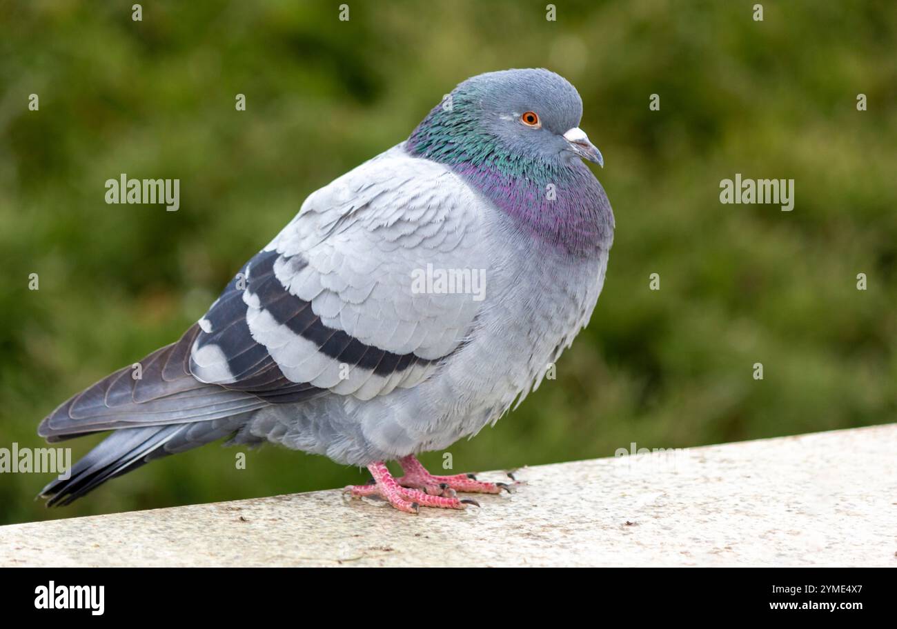 Un piccione blu. Questi uccelli sono stati domati dall'uomo. Foto Stock