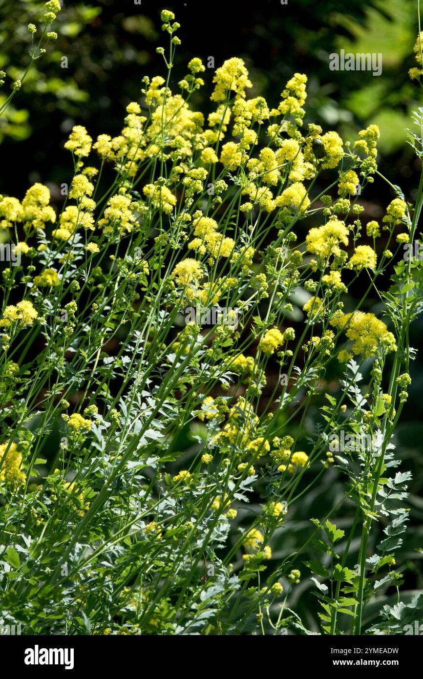 Yellow Meadow Rue Thalictrum flavum "Illuminator" Foto Stock