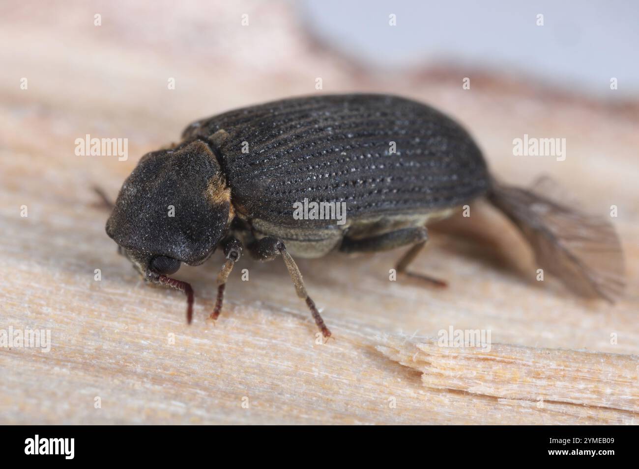 Scarabeo per mobili noto anche come Woodworm o Woodboring Beetle (Anobium spec.) su legno. Foto Stock