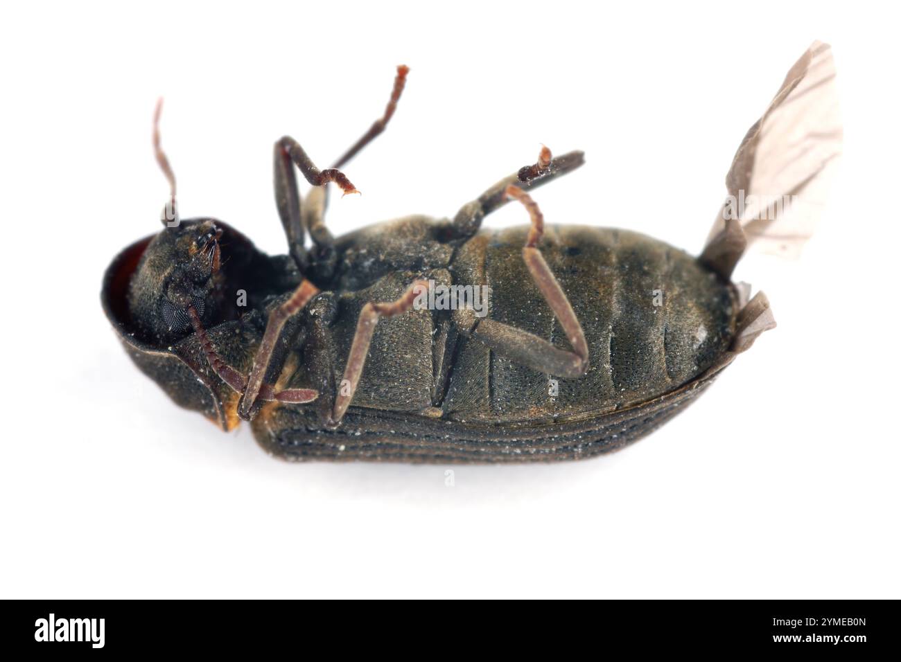 Coleottero di guardia della morte comune (Hadrobregmus pertinax, Anobium pertinax), adulto morto sulla schiena su sfondo bianco. Foto Stock