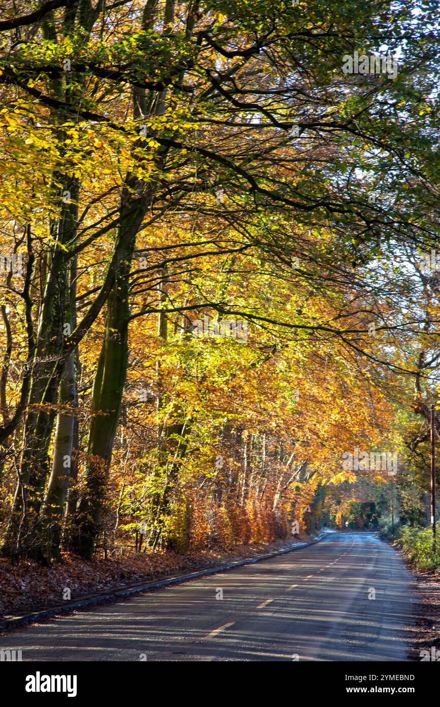 Autunno autunno luce dorata attraverso gli alberi che costeggiano una strada di campagna del Cheshire Foto Stock