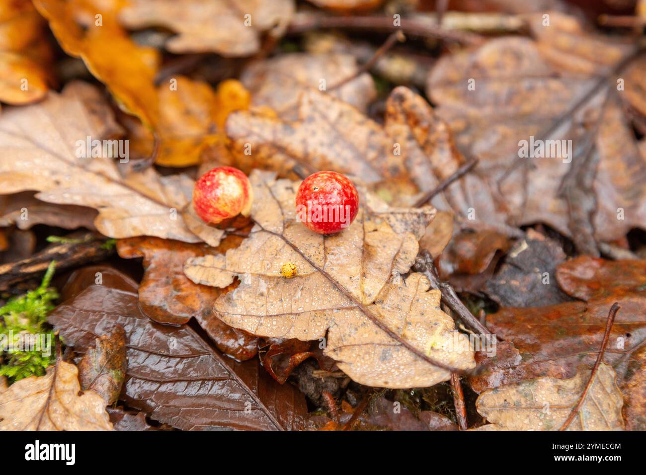 Galli di ciliegia su foglie di quercia. Queste sfere parassitarie sono i vivai della vespa dei galli ciliegini (Cynips quercusfolii) Foto Stock