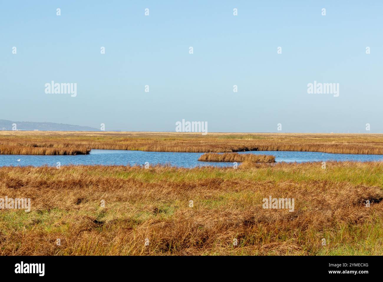 Salt Marsh sulla penisola di Wirral vicino a Parkgate, Cheshire, Inghilterra Foto Stock