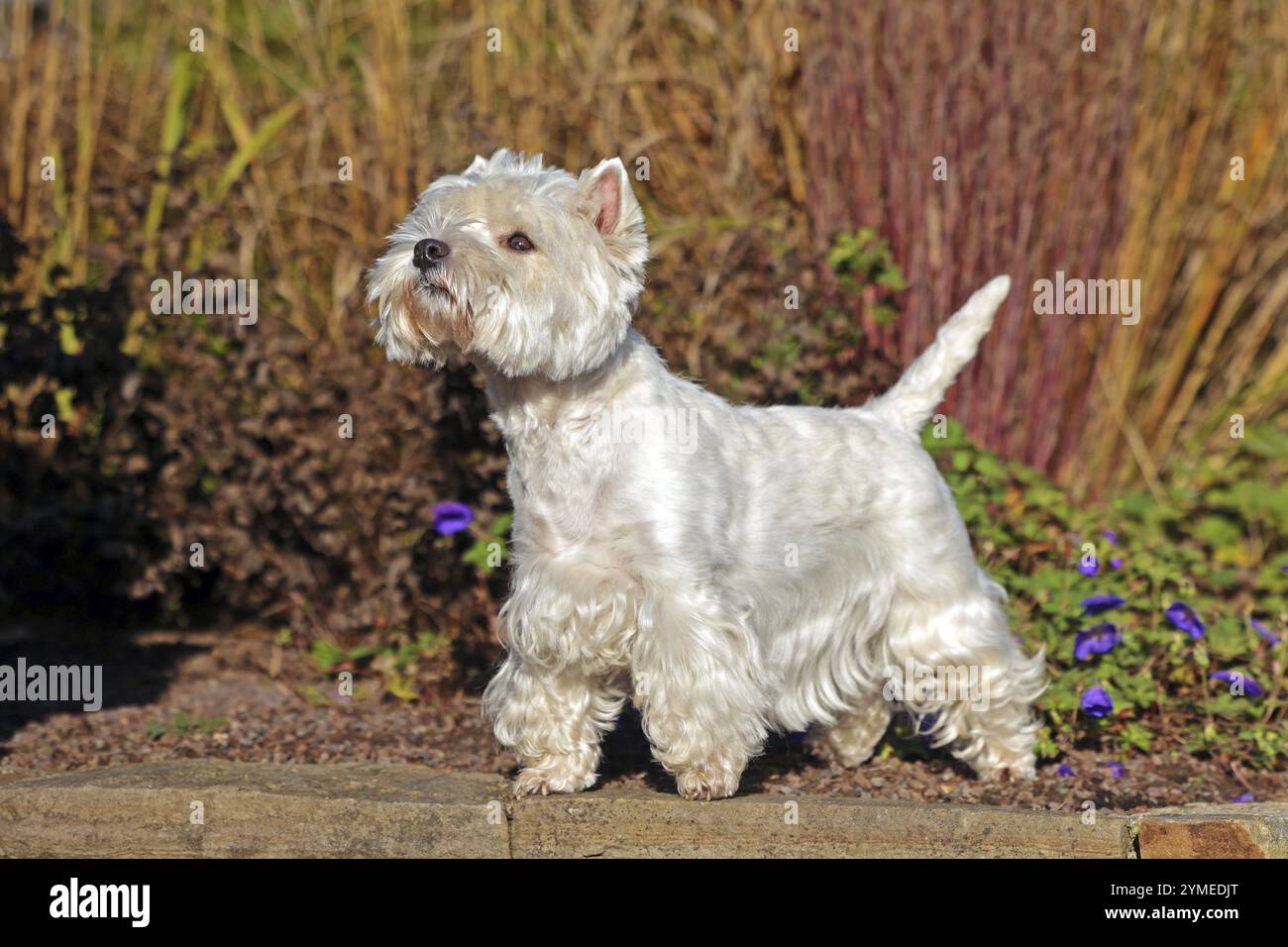 West Highland, White Terrier, White Highland Terrier, Westie Foto Stock