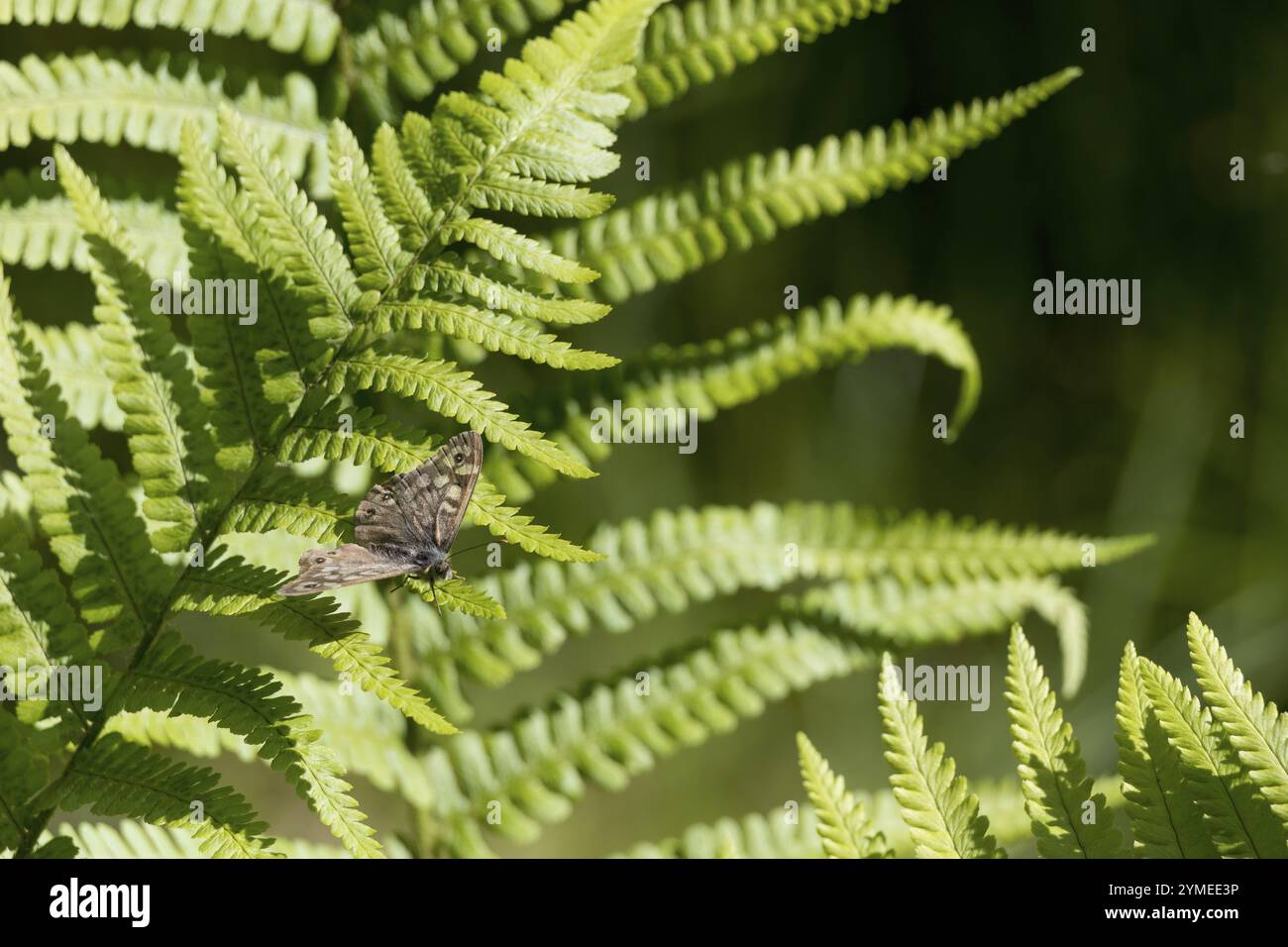 Farfalla di legno macchiato, Pararge aegeria, che riposa su una felce al sole primaverile in Scozia Foto Stock