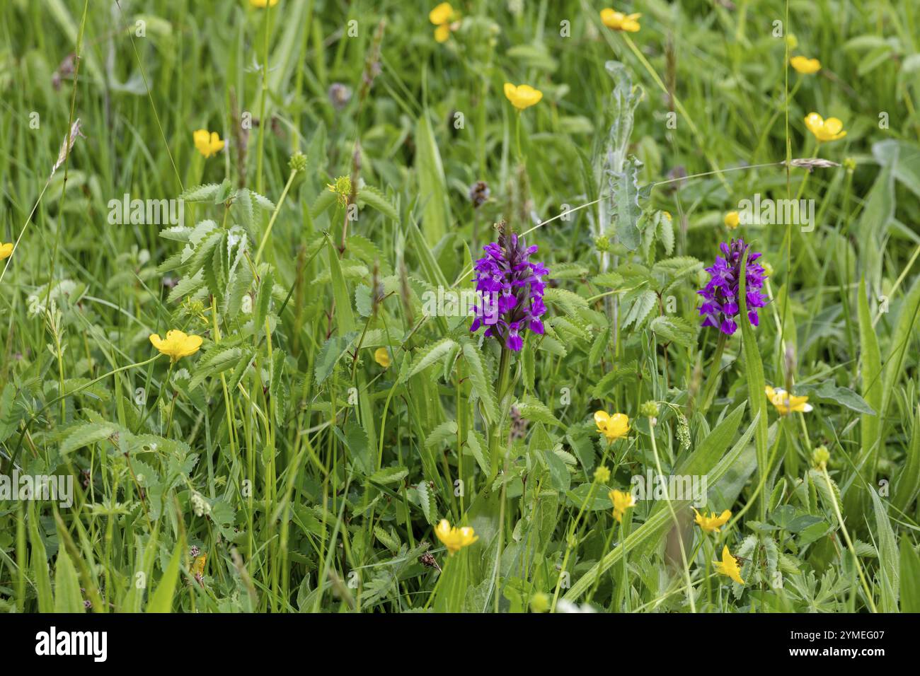 Un'antica Orchidea viola, Orchis mascula, fiorita vicino a Carsington Water nel Derbyshire Foto Stock