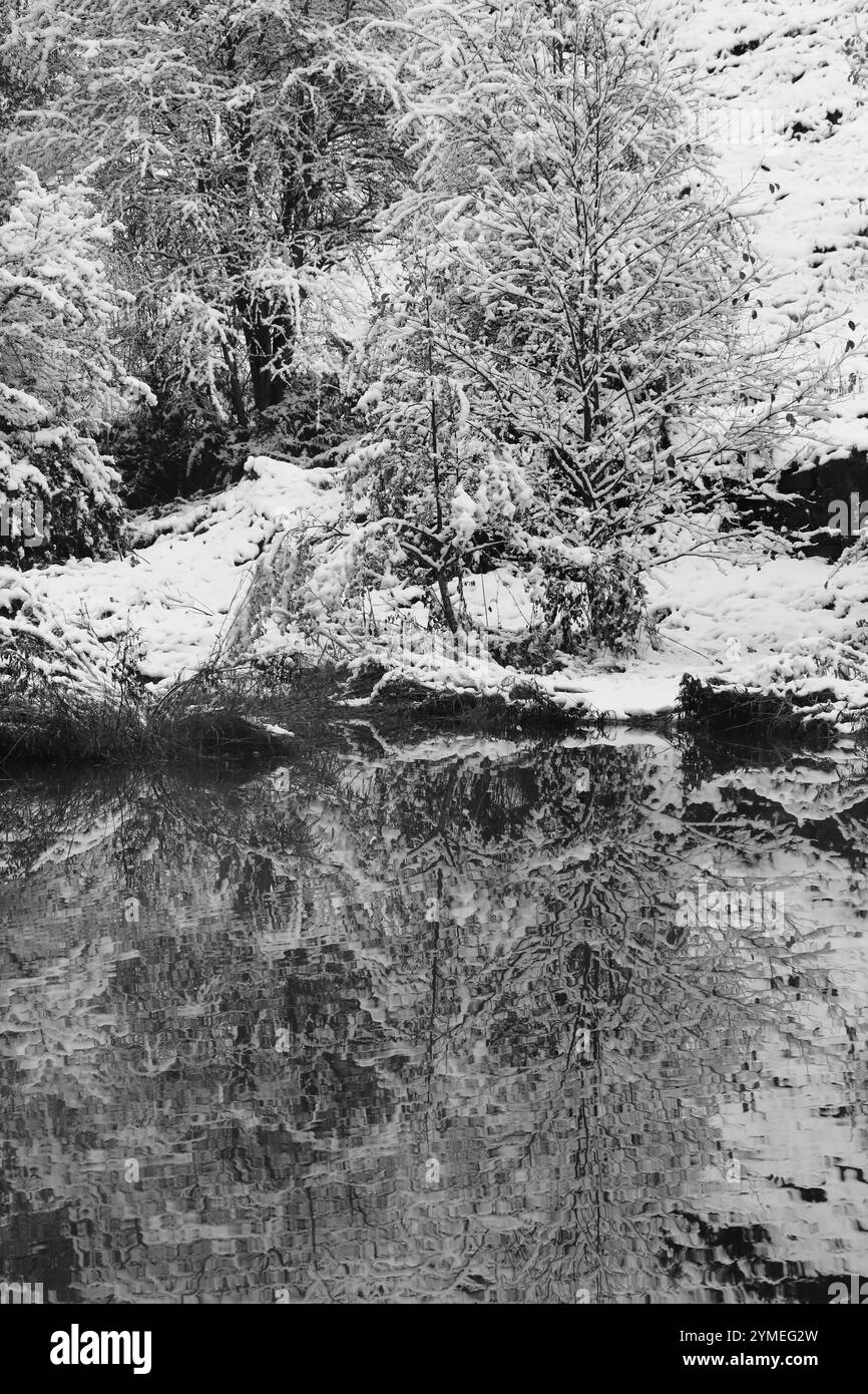 alberi ricoperti di neve bianco e nero Foto Stock