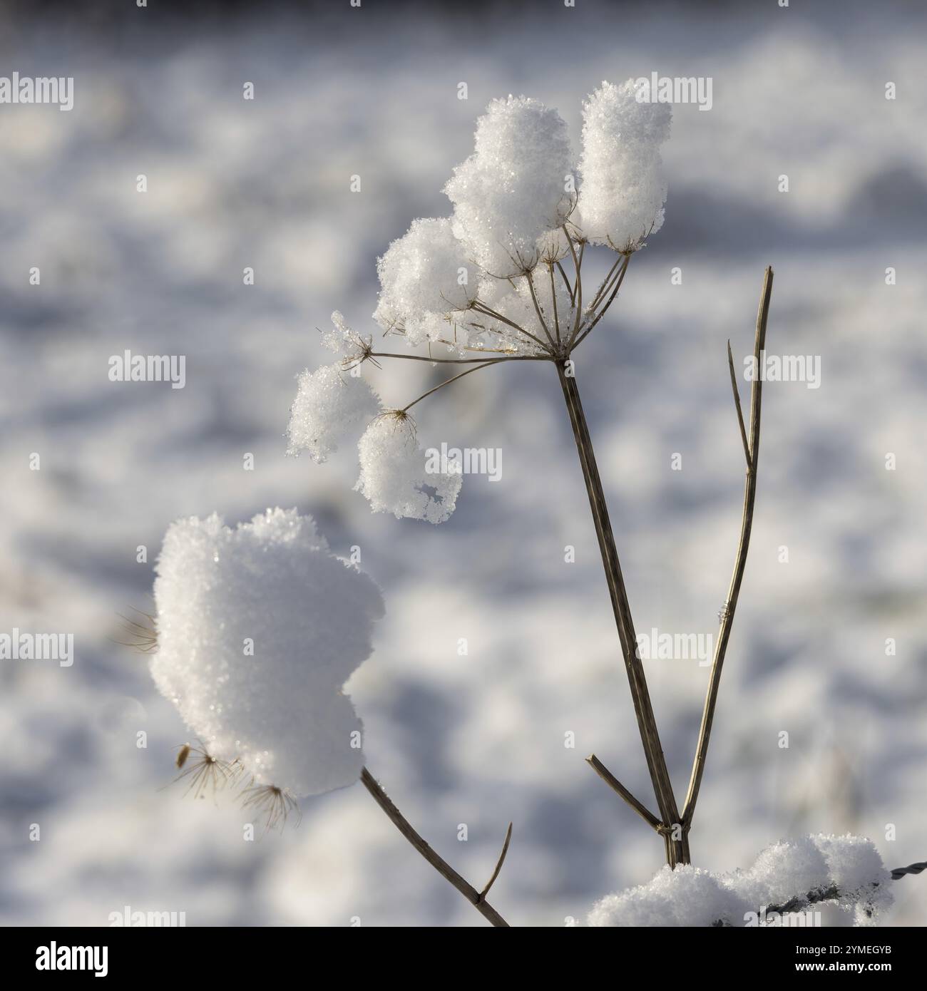 Neve aggrappata ad un fusto morto di prezzemolo di mucca in inverno Foto Stock