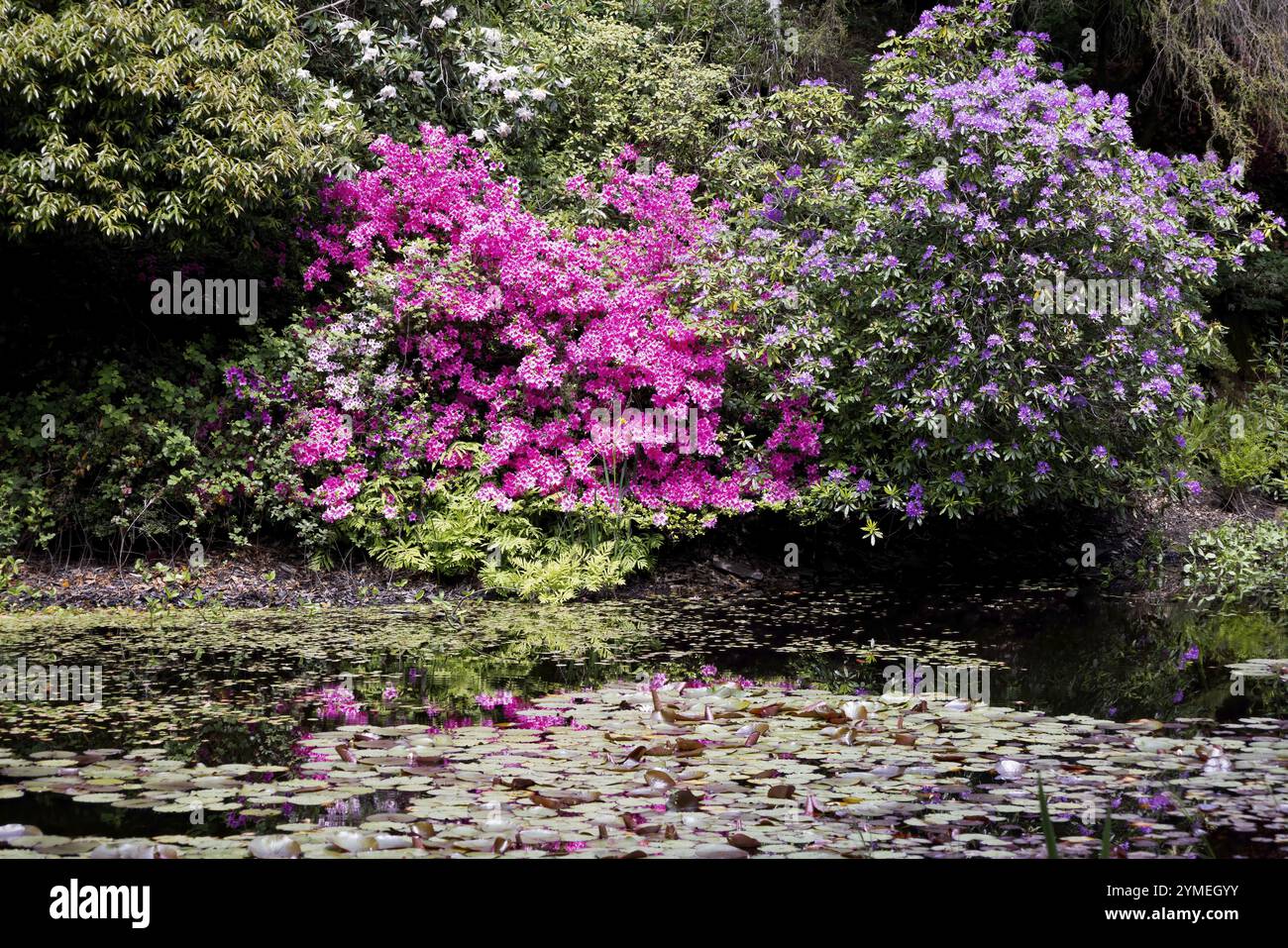 Portmeirion, Minffordd, Penrhyndeudraeth, Gwynedd, Galles, maggio 28: veduta di arbusti ornamentali intorno ad un lago a Portmeirion, Galles, il 28 maggio 2023 Foto Stock