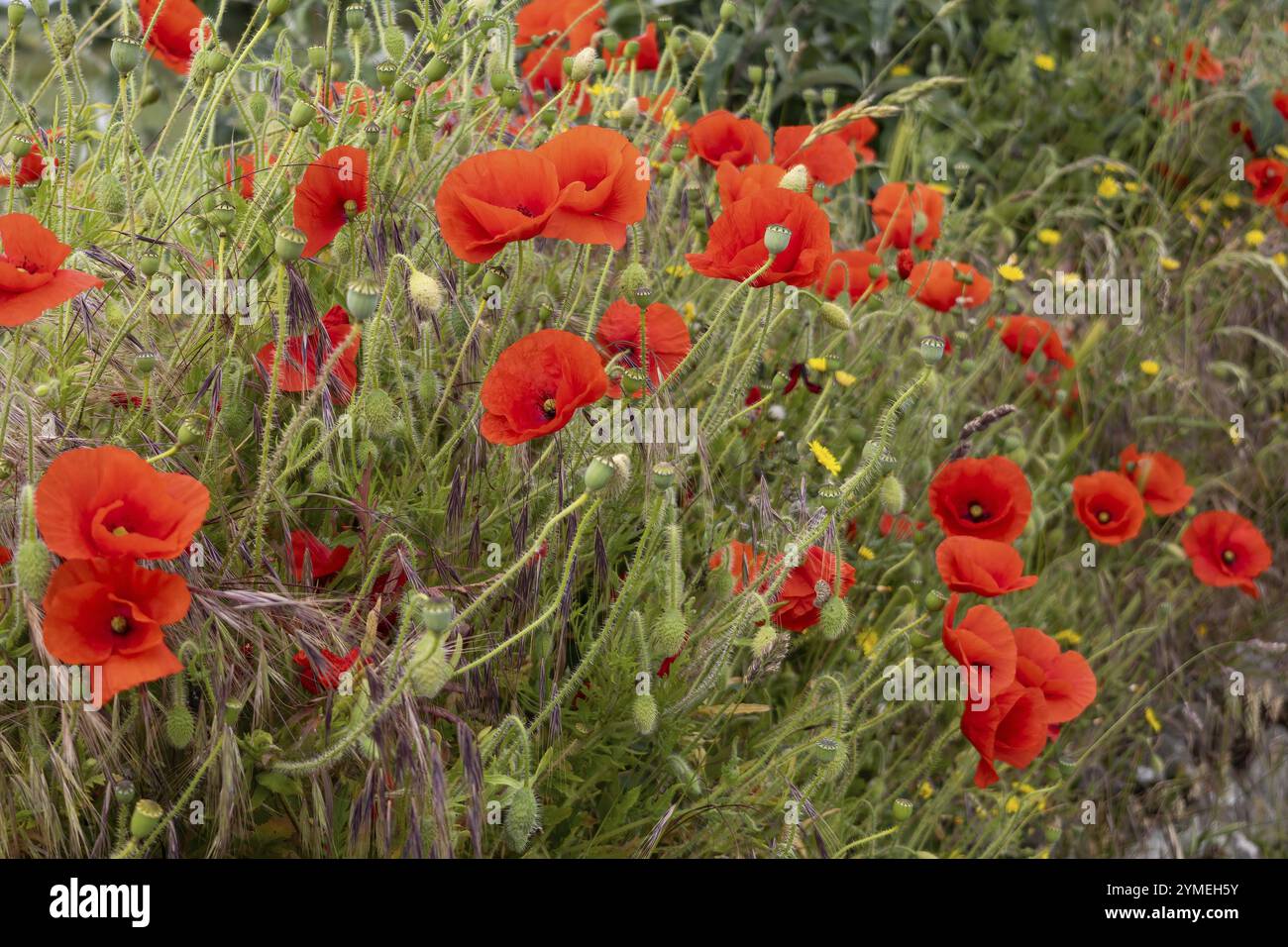 Papaveri fiorendo nel hedgerow vicino Padstow in Cornovaglia Foto Stock