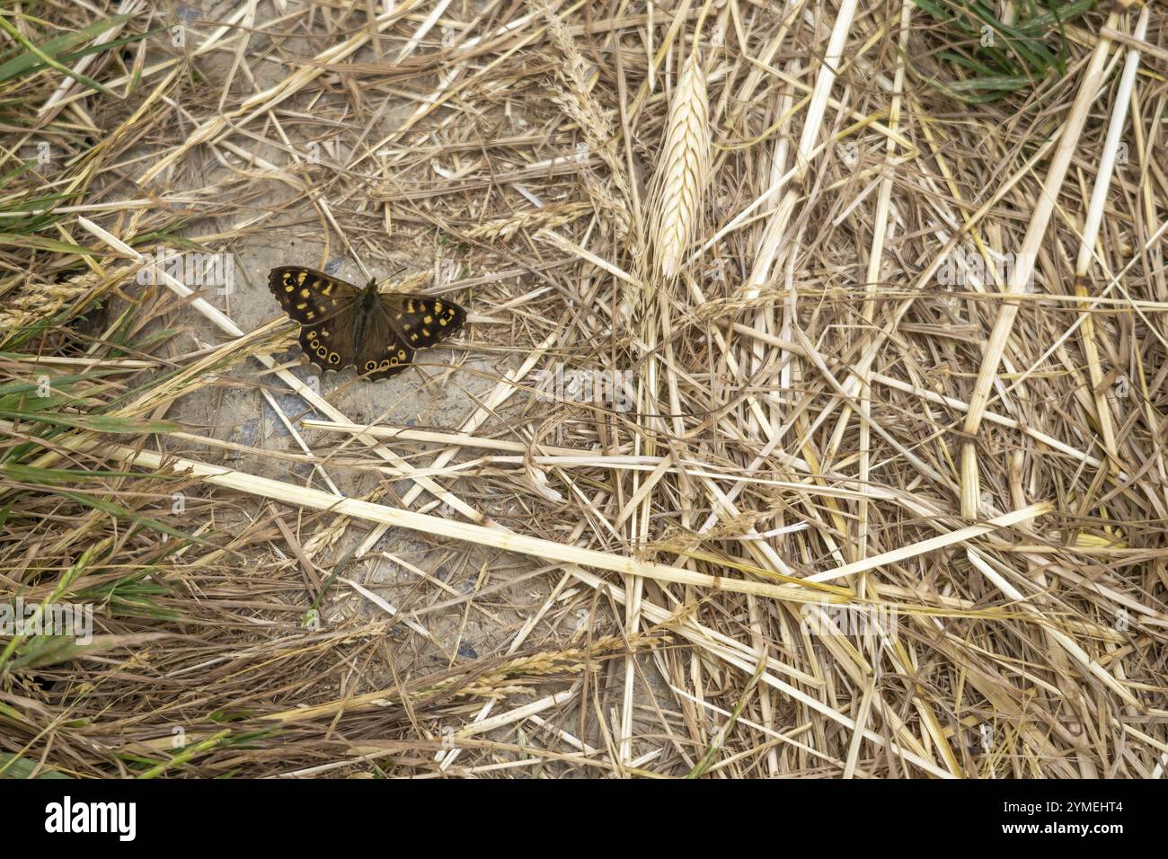 Farfalla di legno punteggiato, Pararge aegeria, riposante sulla terra sotto il sole di primavera Foto Stock