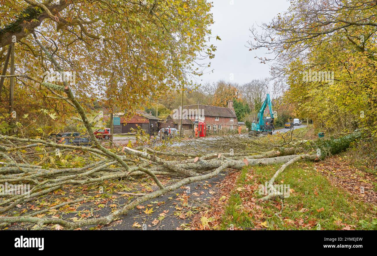 Crollò l'albero di frassino dall'altra parte della strada a causa di Ash Dieback, Sussex in autunno Foto Stock