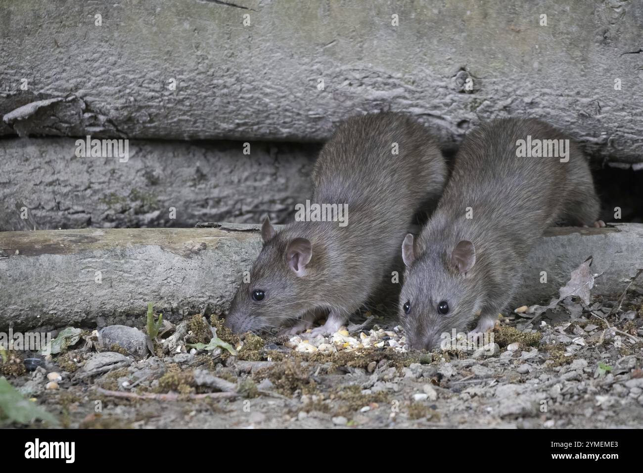 Ratti bruni nidificanti in alcuni vecchi tronchi Foto Stock