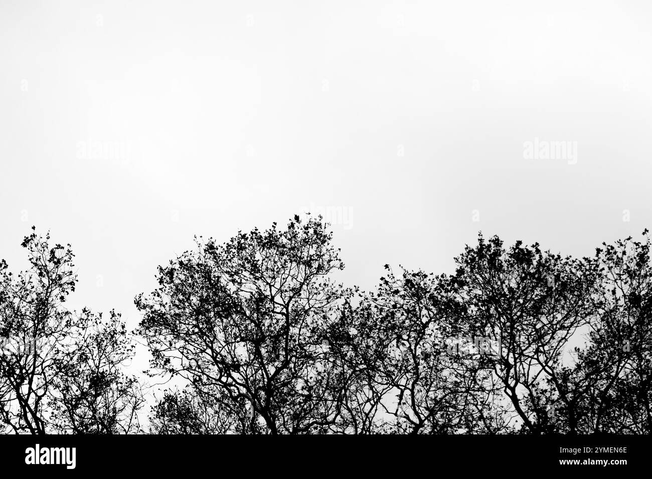 Idea di fotografia in bianco e nero della foresta naturale. Alberi isolati su uno sfondo di cielo bianco. Risorse grafiche. Alberi decidui. Campagna. Foto Stock
