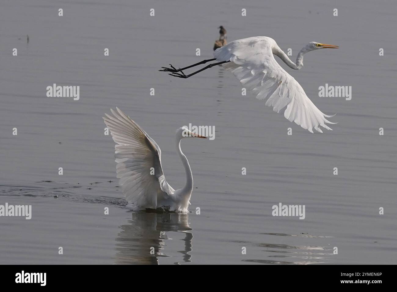 Ajmer, India. 19 novembre 2024. Egret vola sul lago Ana Sagar in un giorno invernale ad Ajmer, India, il 19 novembre 2024. Foto di Himanshu Sharma/ABACAPRESS. COM credito: Abaca Press/Alamy Live News Foto Stock