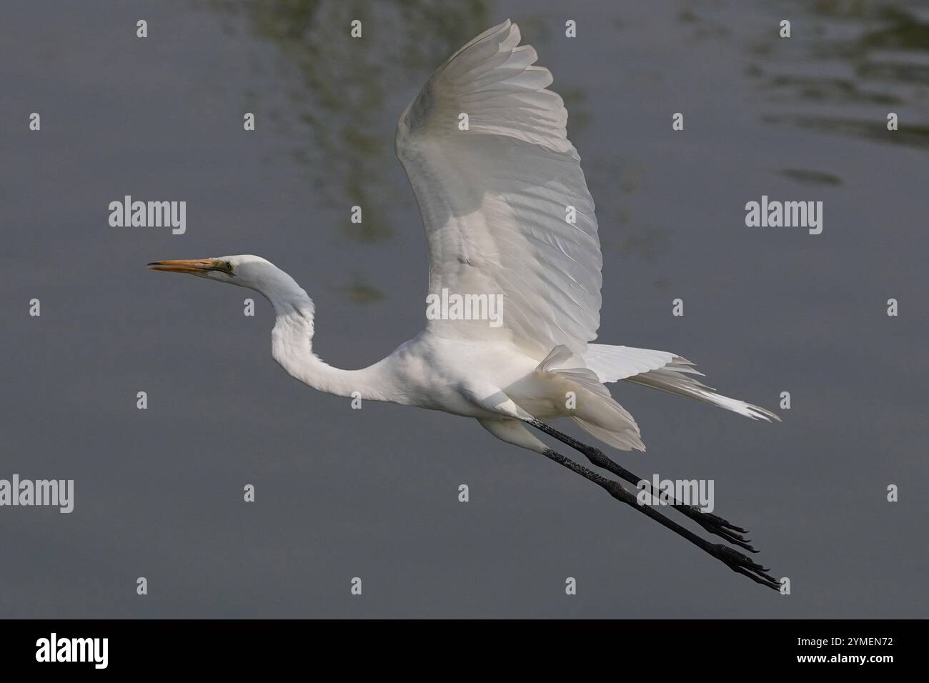 Ajmer, India. 19 novembre 2024. Egret vola sul lago Ana Sagar in un giorno invernale ad Ajmer, India, il 19 novembre 2024. Foto di Himanshu Sharma/ABACAPRESS. COM credito: Abaca Press/Alamy Live News Foto Stock