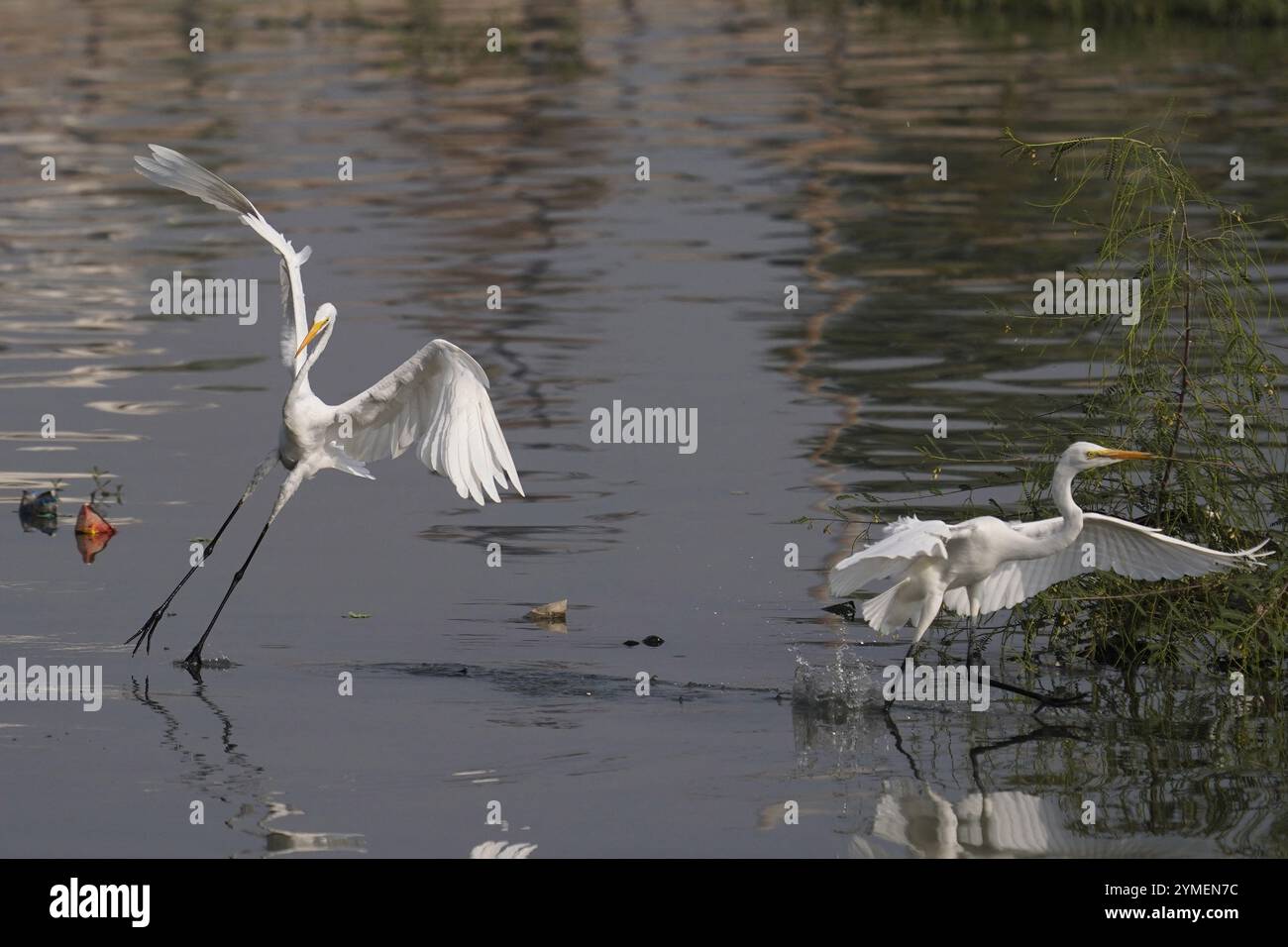 Ajmer, India. 19 novembre 2024. Egret vola sul lago Ana Sagar in un giorno invernale ad Ajmer, India, il 19 novembre 2024. Foto di Himanshu Sharma/ABACAPRESS. COM credito: Abaca Press/Alamy Live News Foto Stock