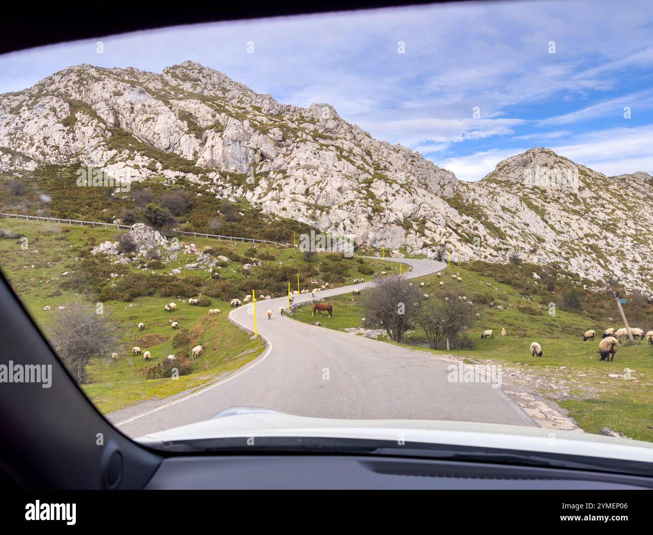 Gregge di pecore che pascolano libero vicino a una strada di montagna fotografata dall'interno dell'auto, Parco Nazionale Picos de Europa, Asturie, Spagna Foto Stock