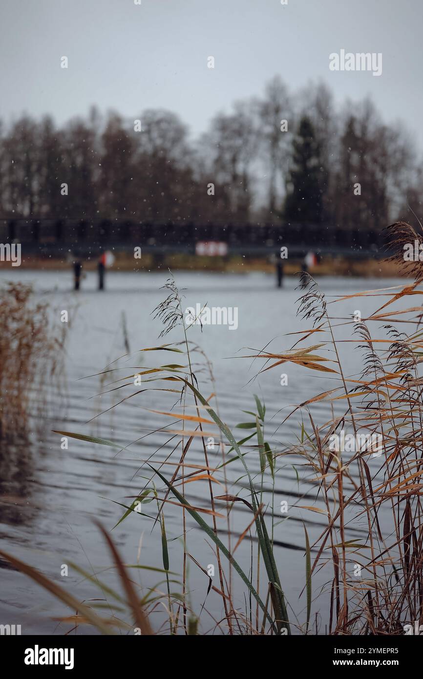 Un tranquillo lago con alte canne in primo piano, una superficie d'acqua leggermente ondulata, un ponte distante, alberi nudi e un cielo soffice e coperto Foto Stock